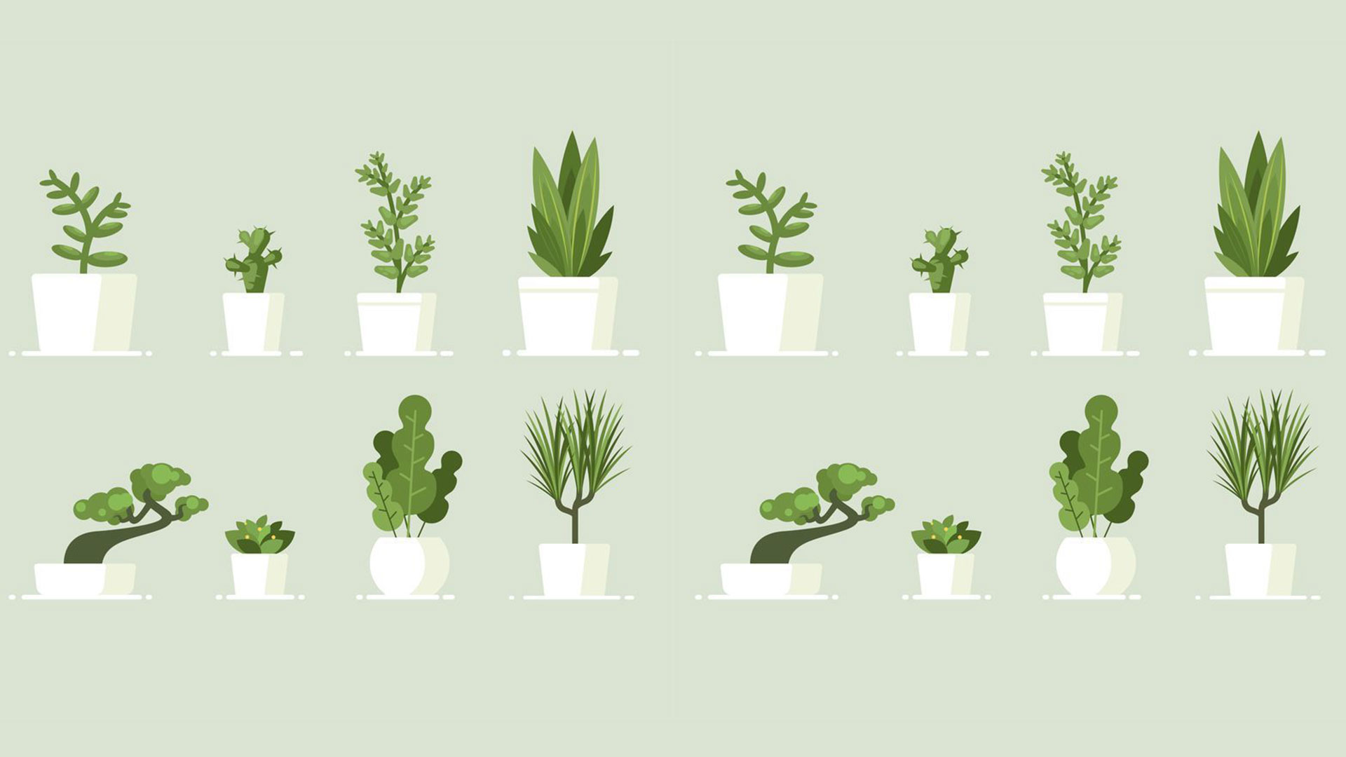 هر آنچه باید درباره‌ی گیاهان آپارتمانی بدانید (فواید، مشکلات، انواع، تاریخچه و…)